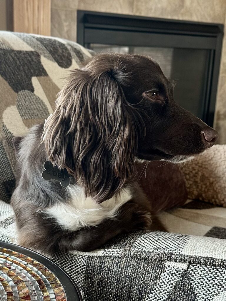 Zoey-Favorite